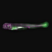 Confocal microscope image of a zebrafish embryo labeled with DSHB antibody SP1.D8 (magenta). PMID: 33561382, Fig. 5A".